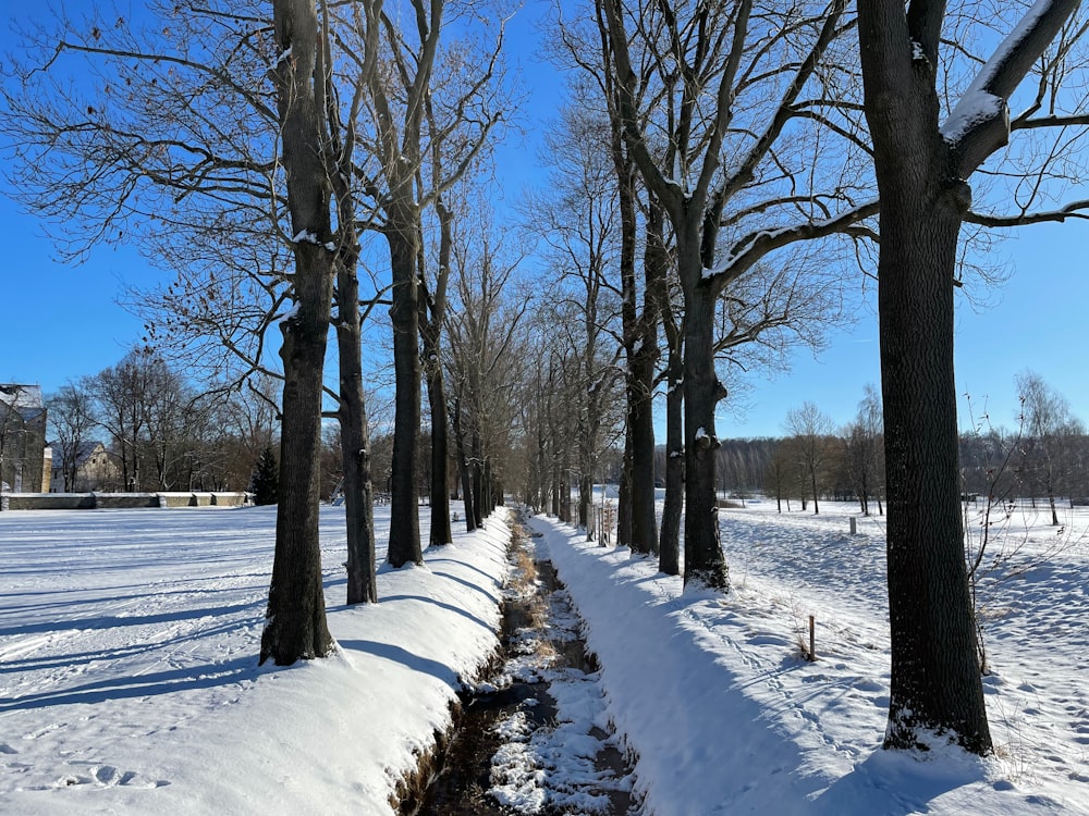 ein verschneiter Weg zwischen zwei Baumreihen