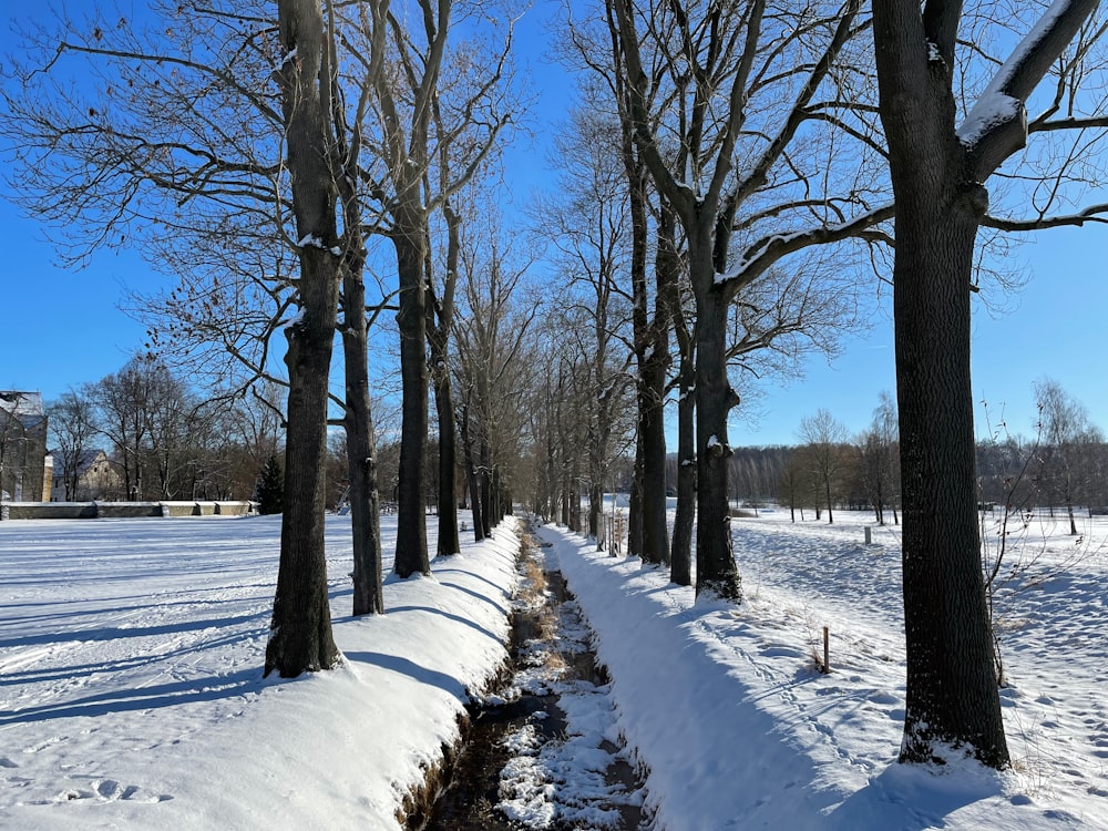 a snow covered path between two rows of trees