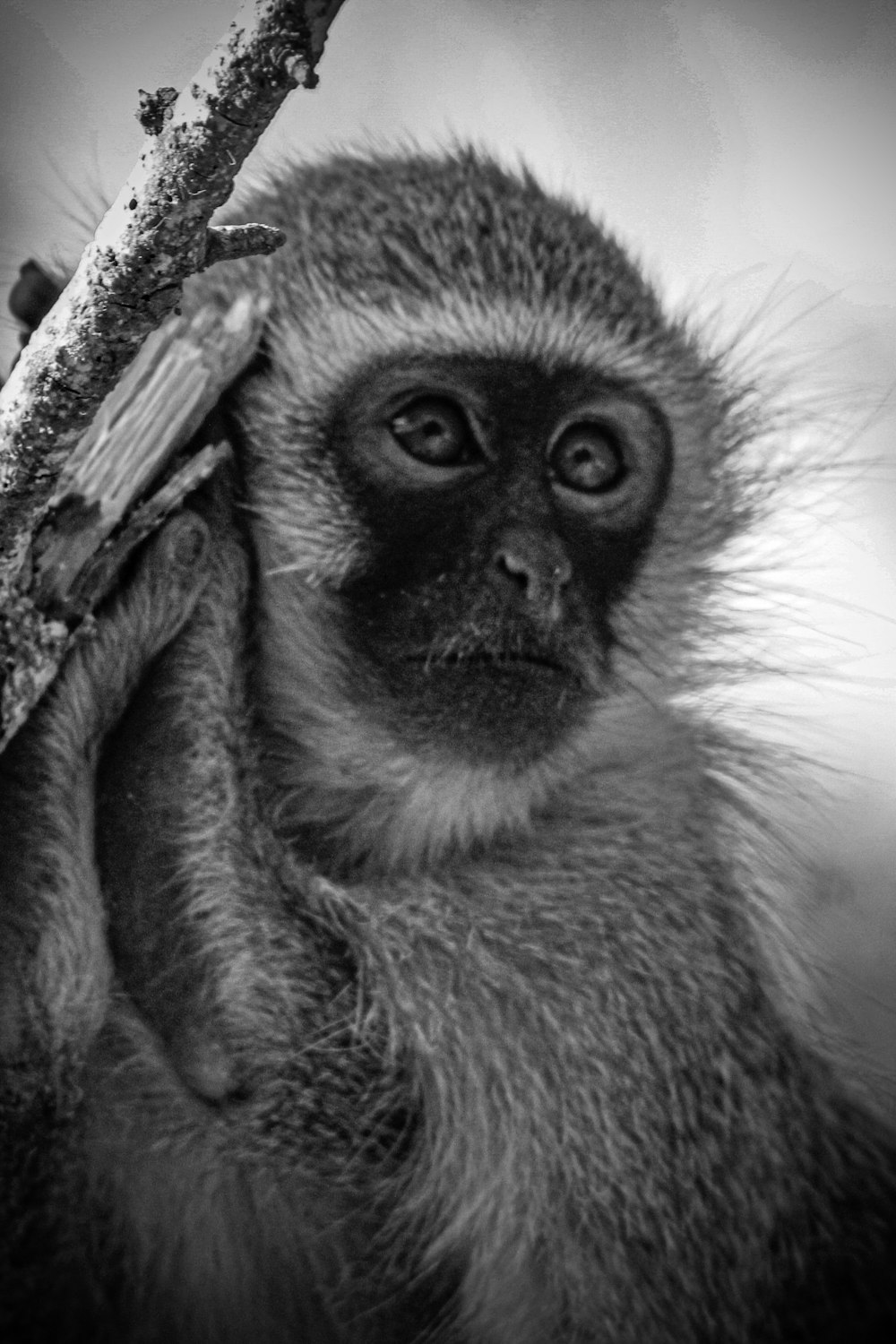 una foto in bianco e nero di una scimmia