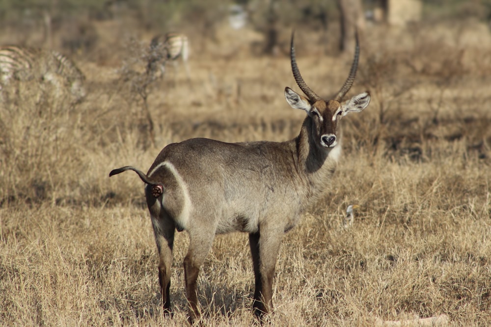 une antilope debout dans un champ avec des zèbres en arrière-plan