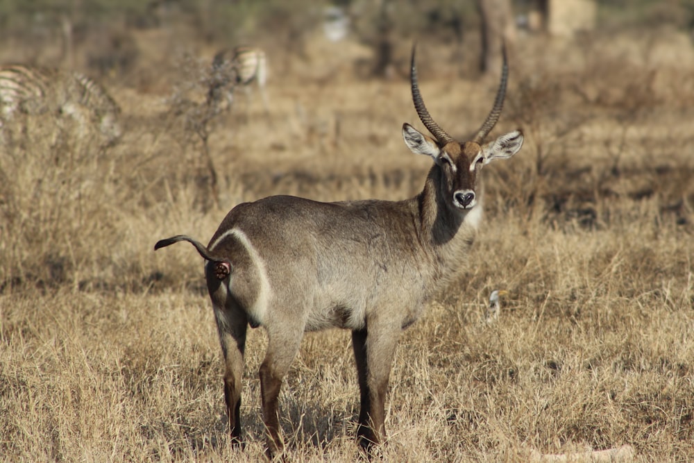 an antelope standing in a field with zebras in the background