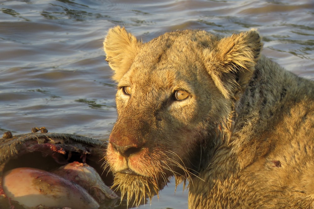 um close up de um leão perto de um corpo de água