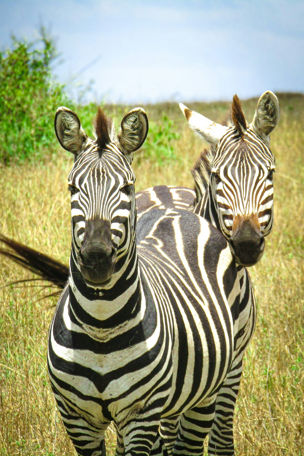 a couple of zebra standing on top of a grass covered field