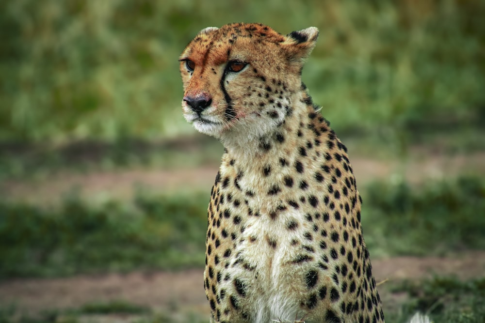 a cheetah sitting on the ground in the grass