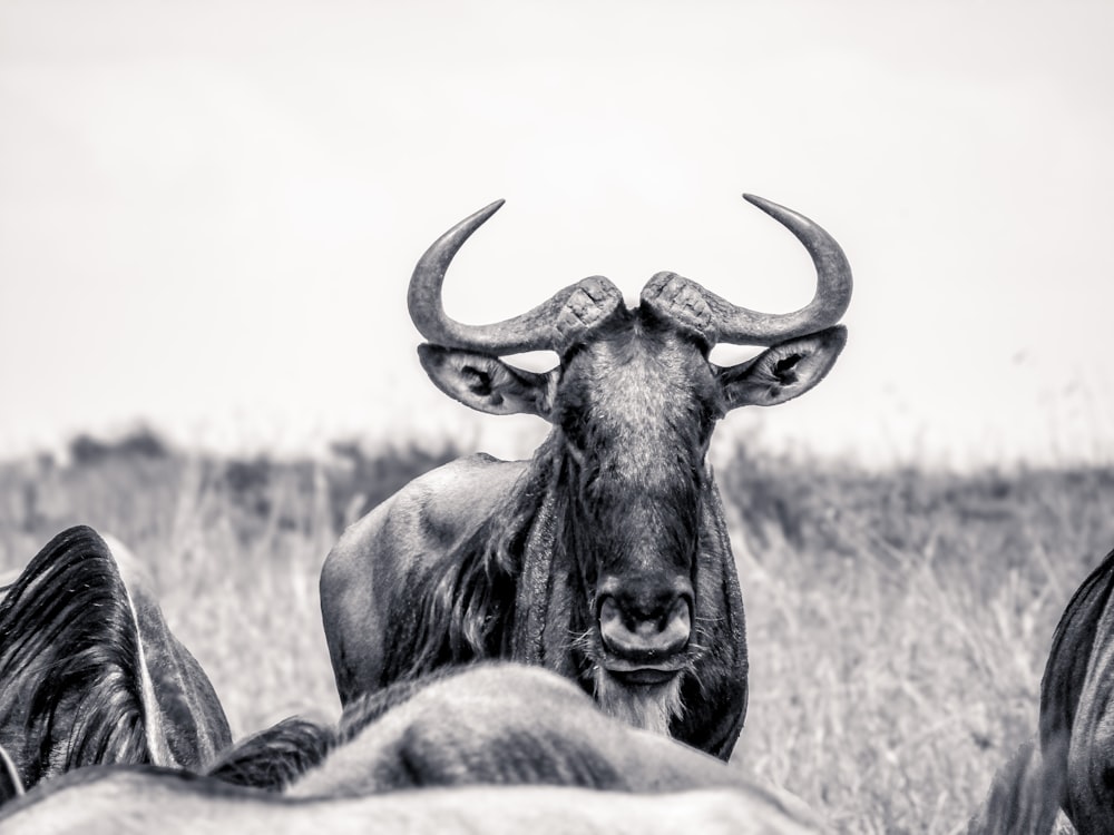 Una foto in bianco e nero di un toro con grandi corna