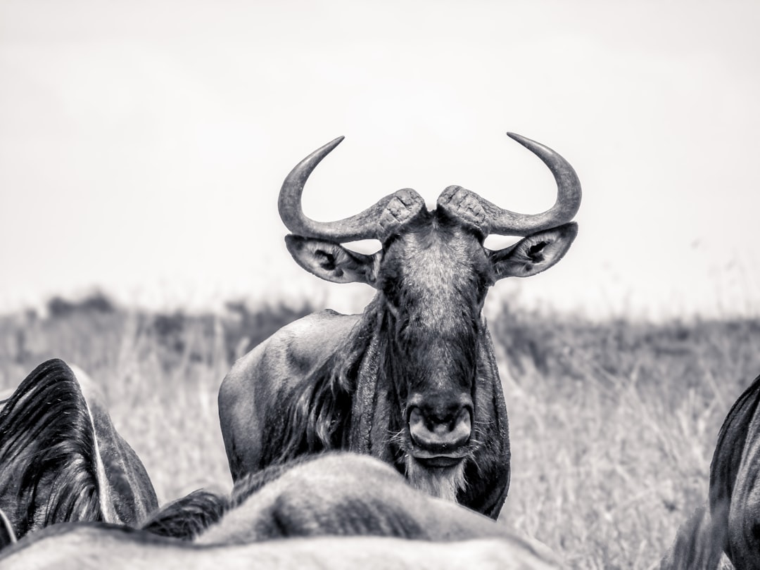 a black and white photo of a bull with large horns, Wildebeest (Connochaetes) staring at the camera in Black & White