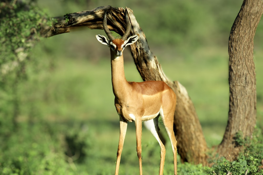 a deer standing next to a tree in a forest