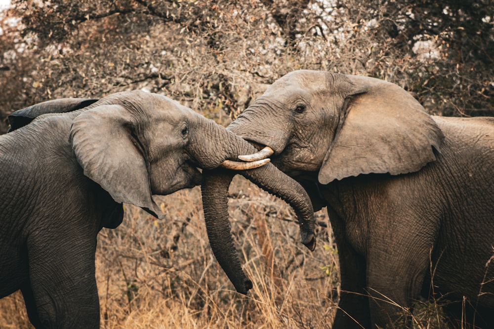 un couple d’éléphants debout l’un à côté de l’autre