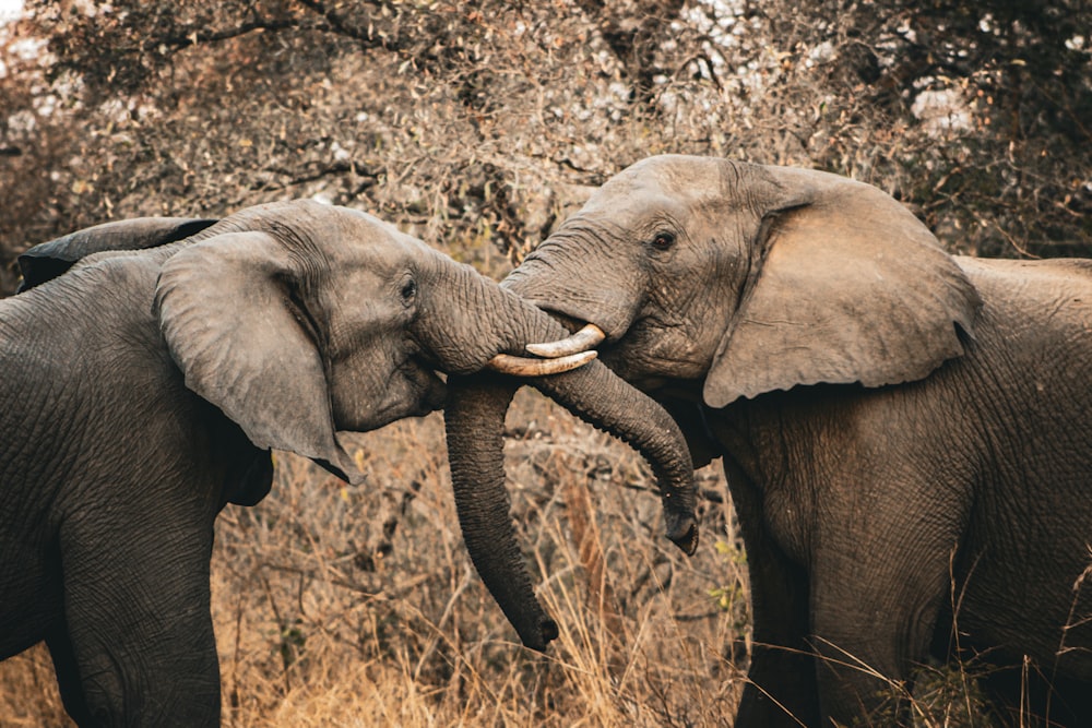 a couple of elephants standing next to each other