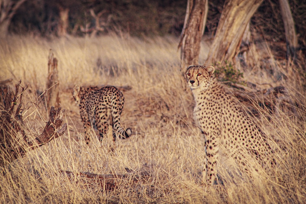 a couple of cheetah standing next to each other on a dry grass field