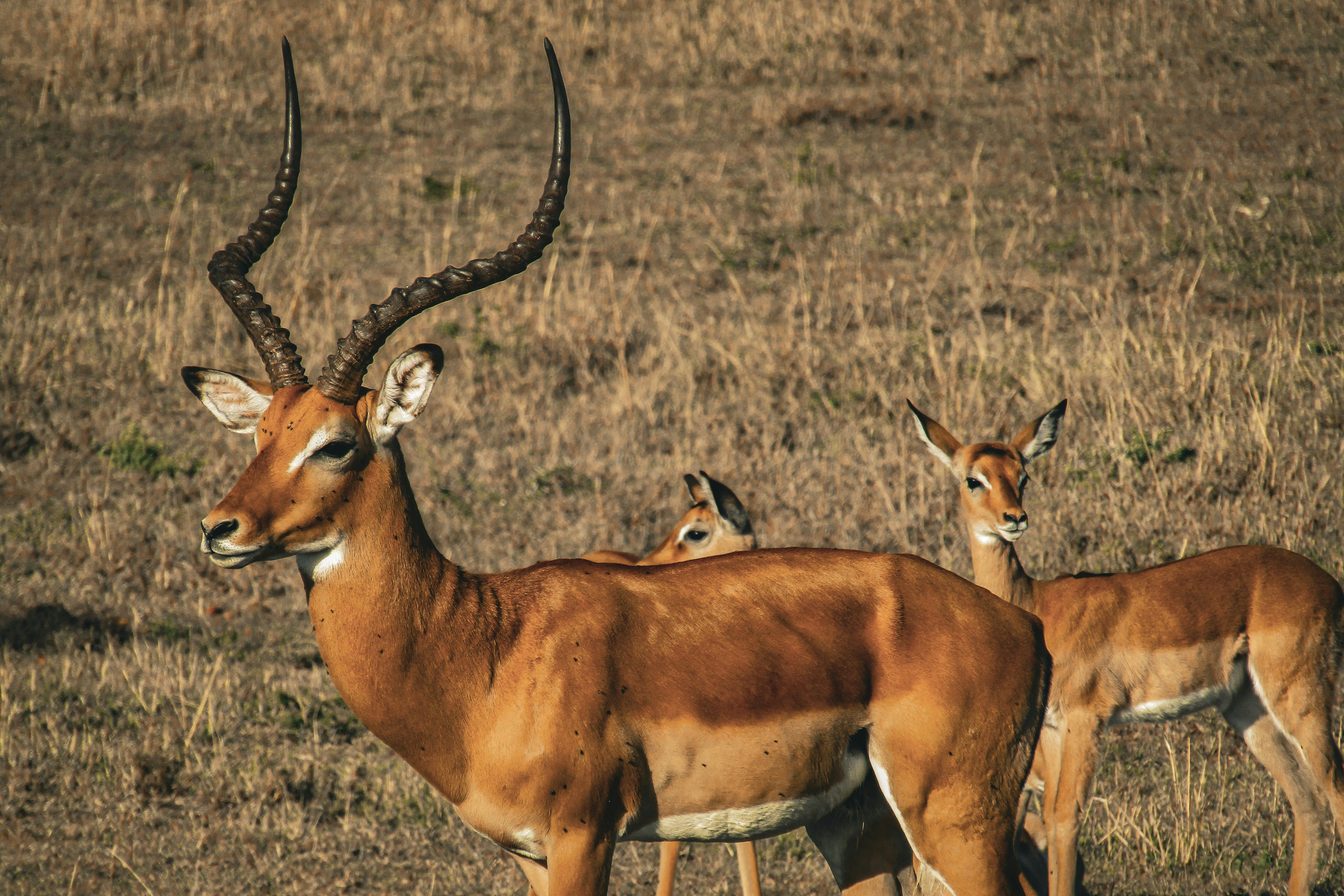 a couple of antelope standing on top of a dry grass field, Male Impala (Aepyceros melampus) and two females in the background
