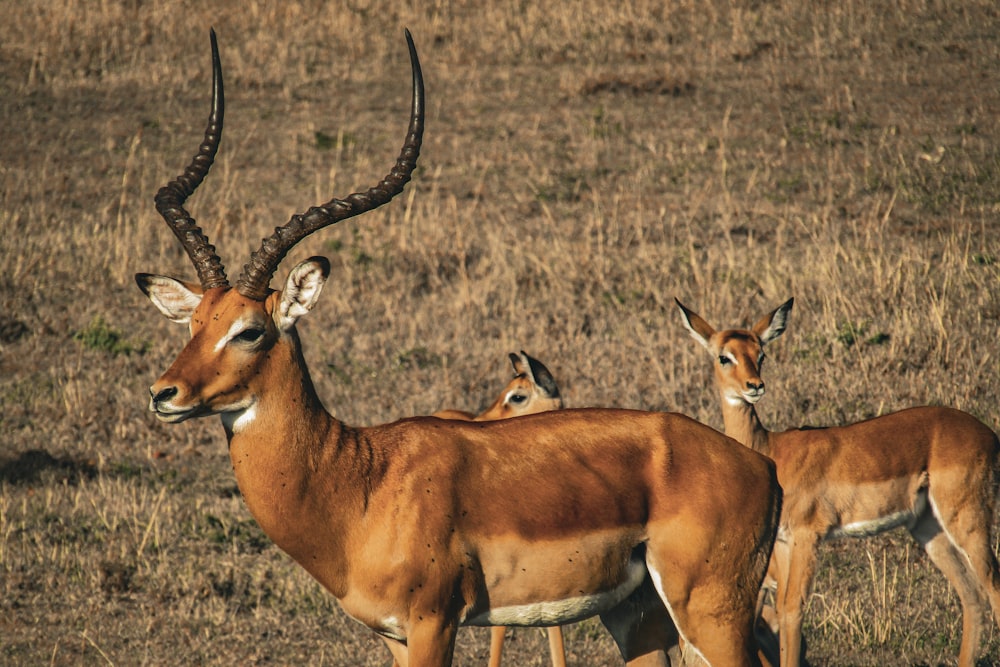 un couple d’antilopes debout au-dessus d’un champ d’herbes sèches