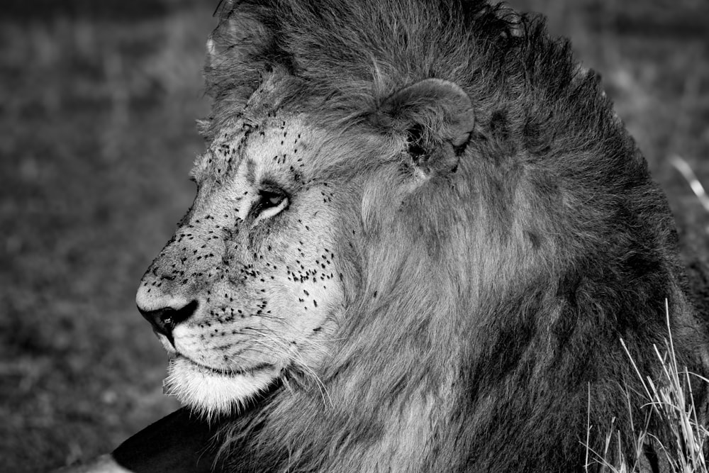 Una foto en blanco y negro de un león