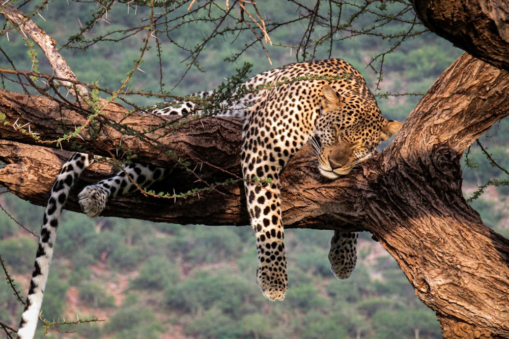 un léopard reposant sur une branche d’arbre