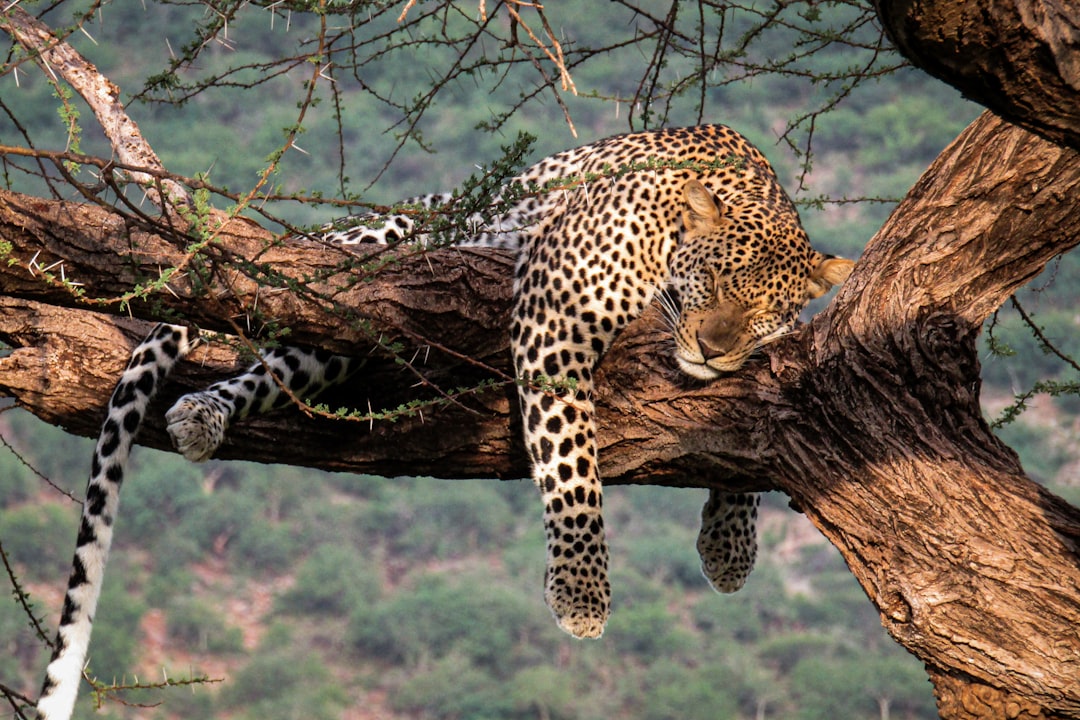 a leopard resting on a branch of a tree, Leopard (Panthera pardus) sleeping on a tree branch