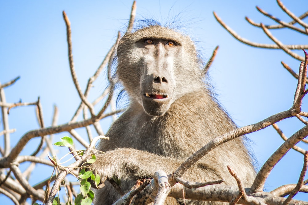 um close up de um macaco em uma árvore