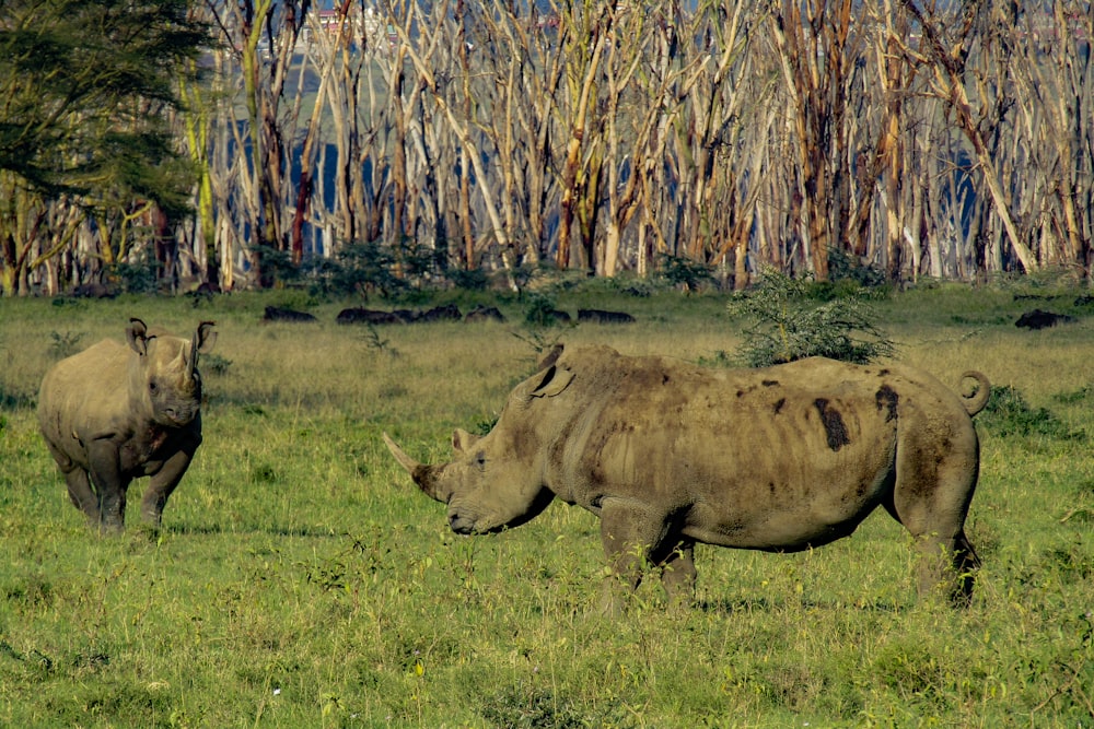 a couple of rhinos that are standing in the grass