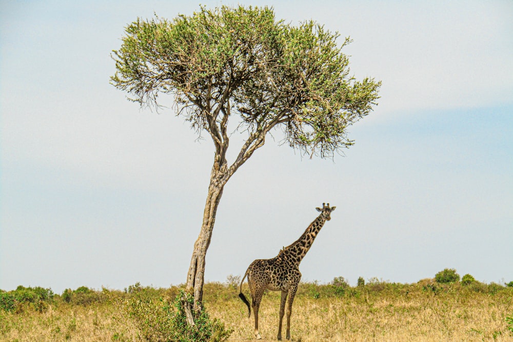 una jirafa de pie junto a un árbol en un campo