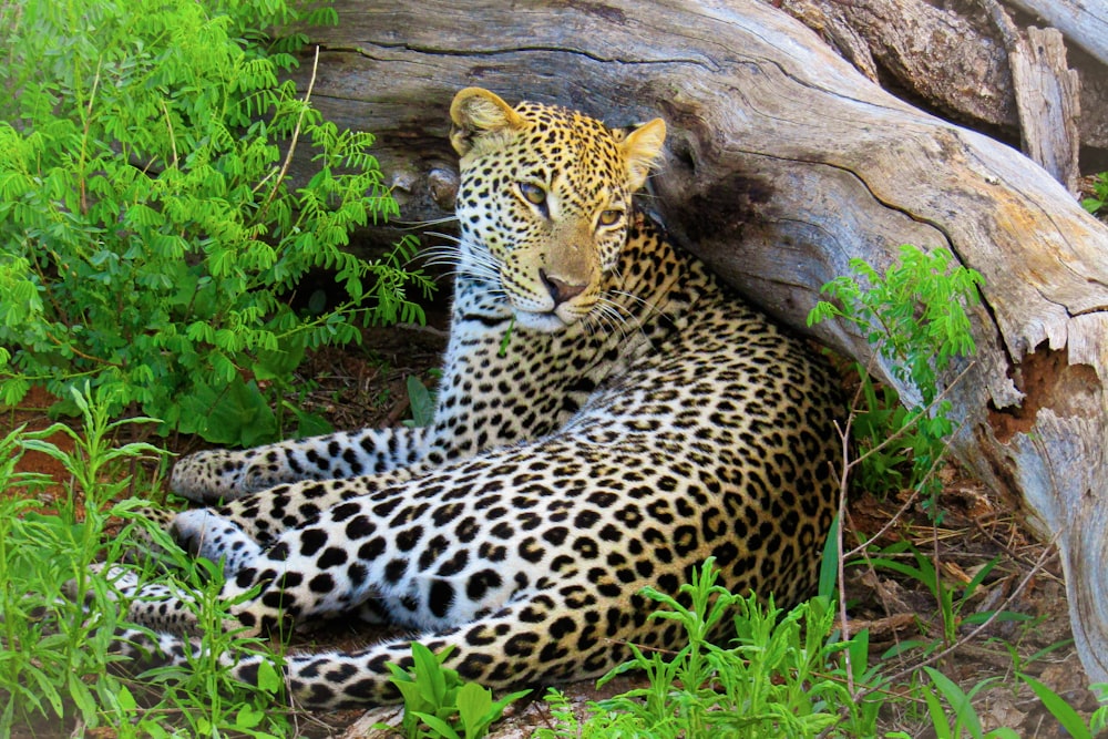 a large leopard laying on the ground next to a fallen tree