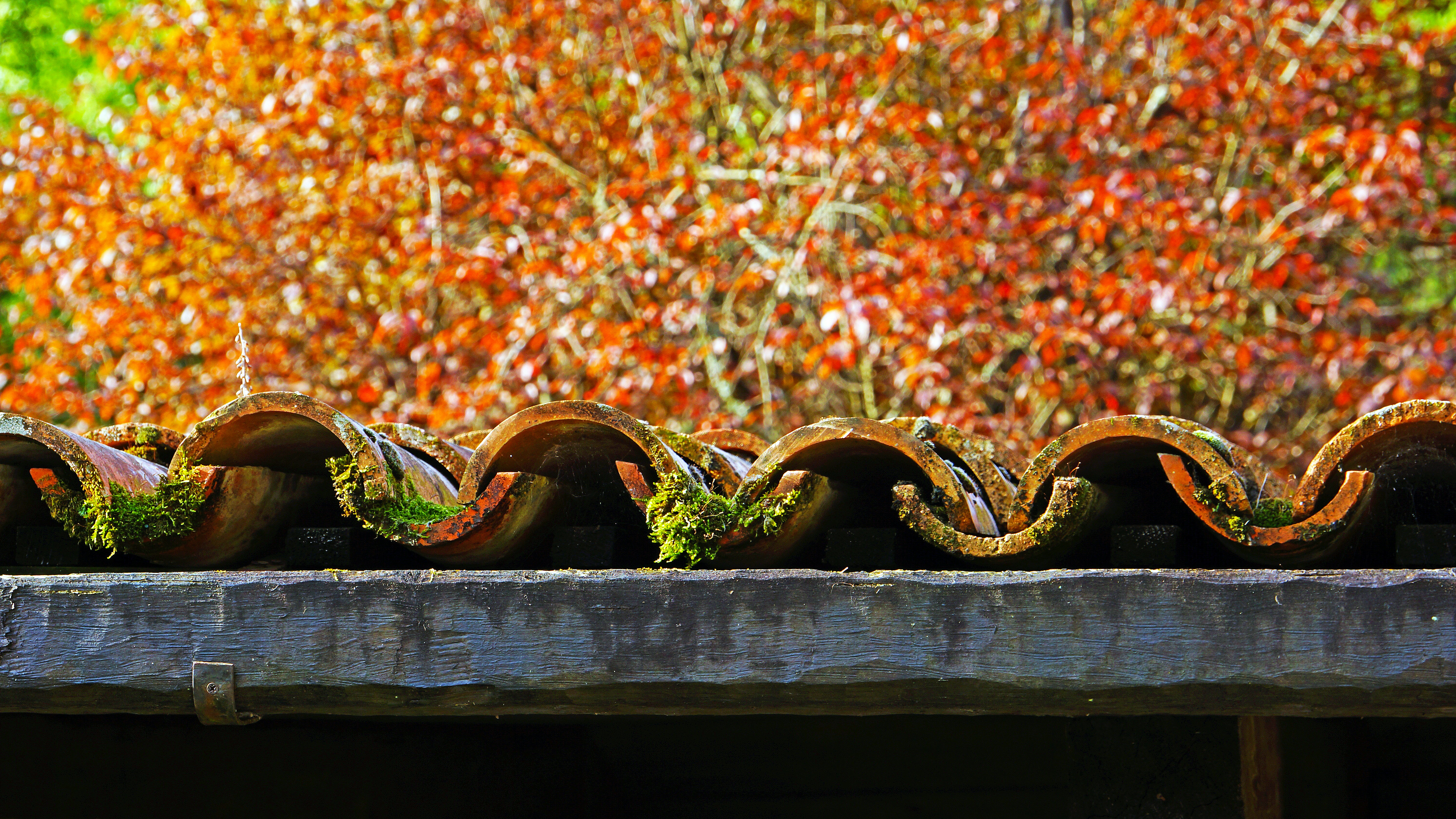 a close up of a wooden rail with plants growing on it