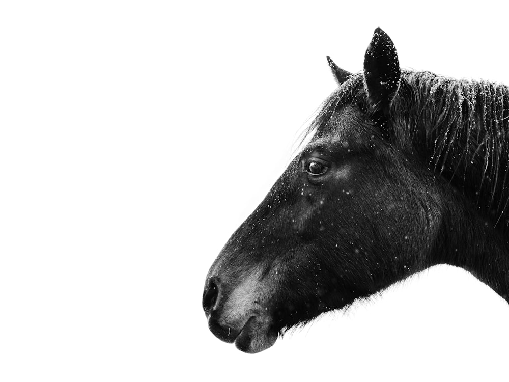 a black and white photo of a horse