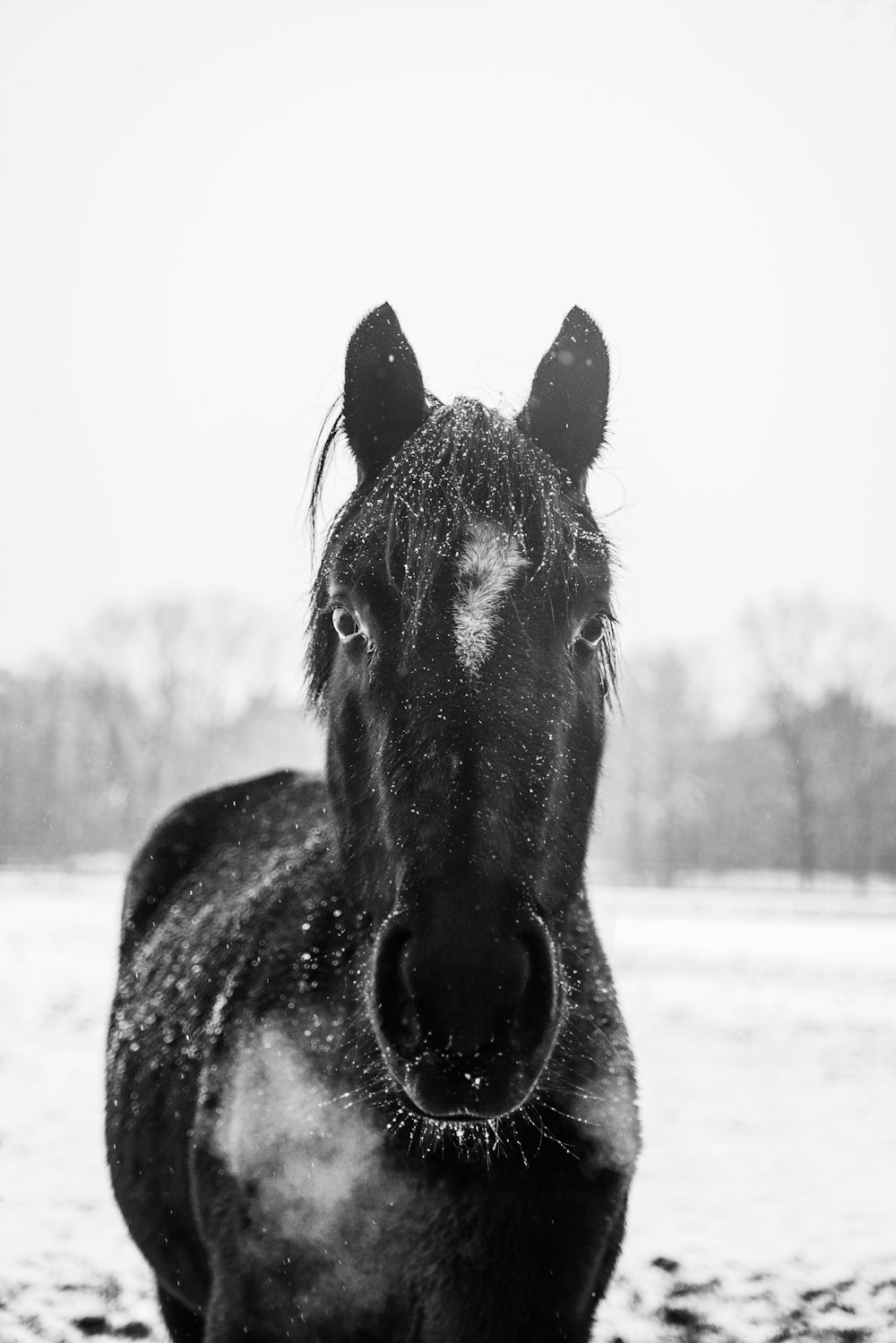 a black horse is standing in the snow