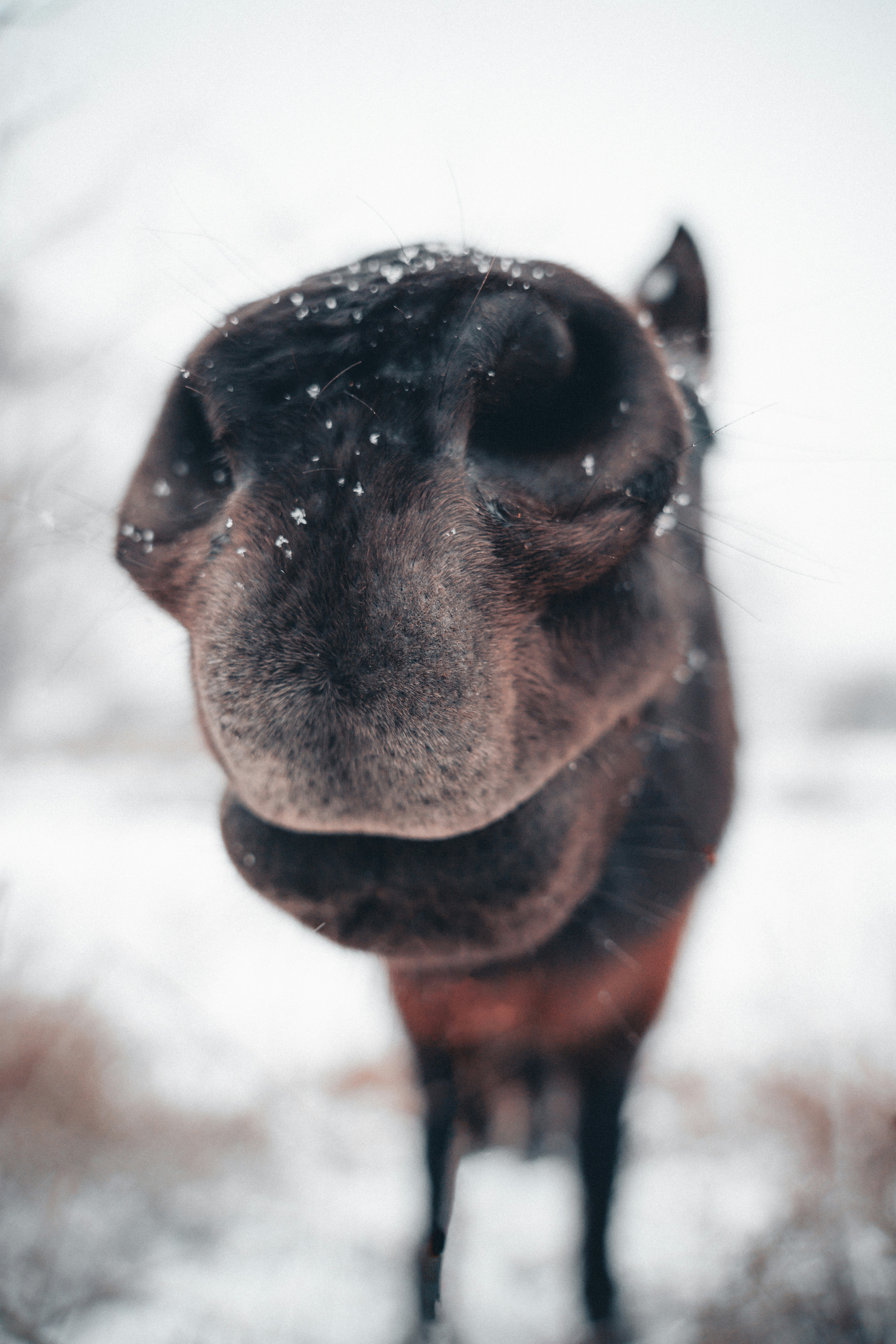 Nahaufnahme eines Pferdes im Schnee