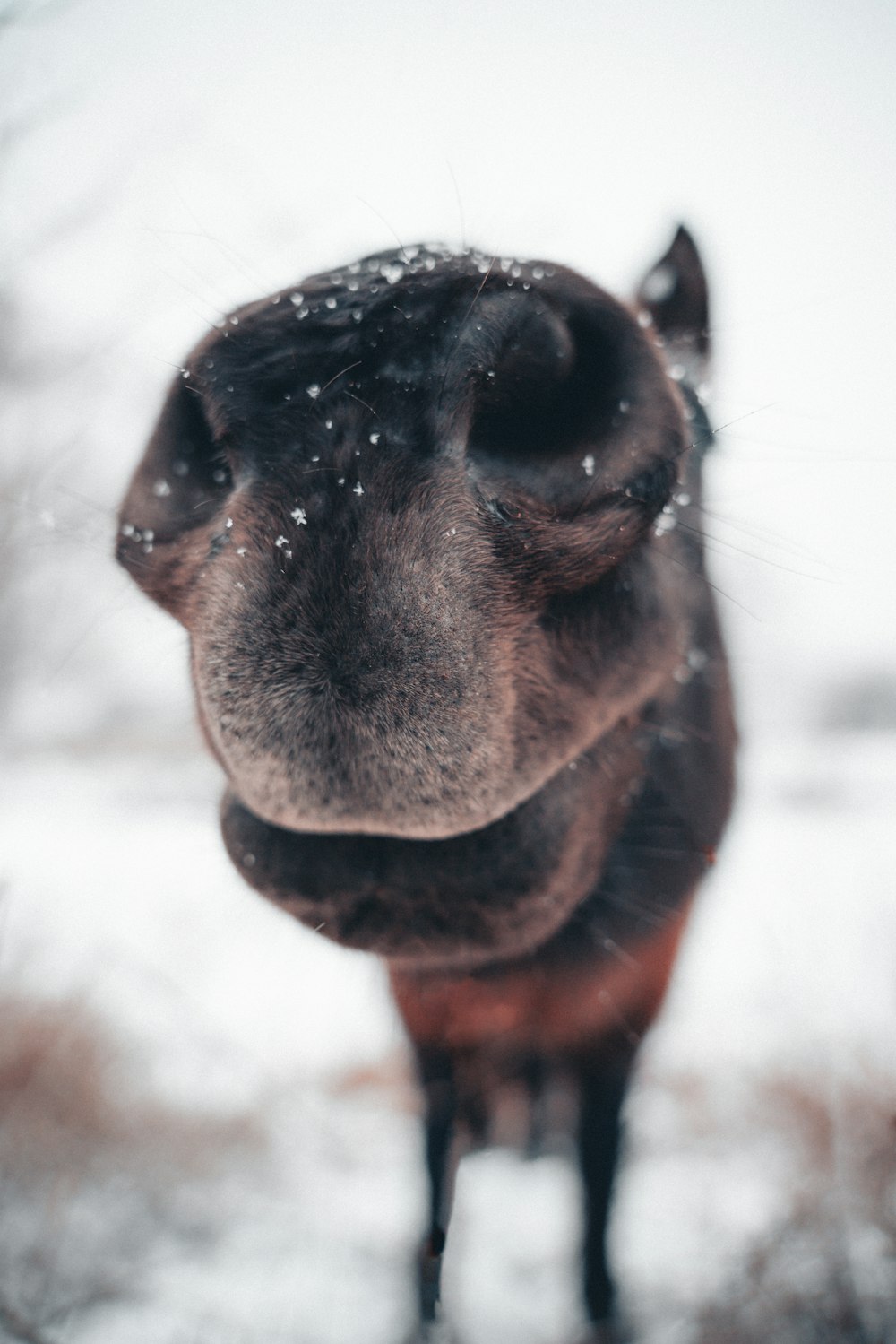 a close up of a horse in the snow