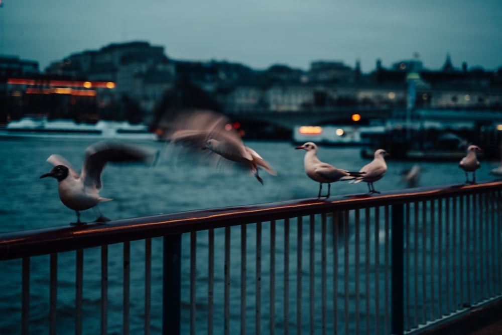a flock of seagulls sitting on a railing near a body of water