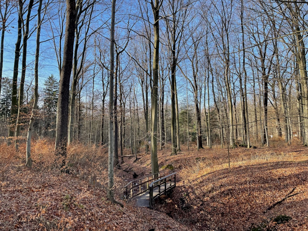 a wooden bridge in the middle of a forest