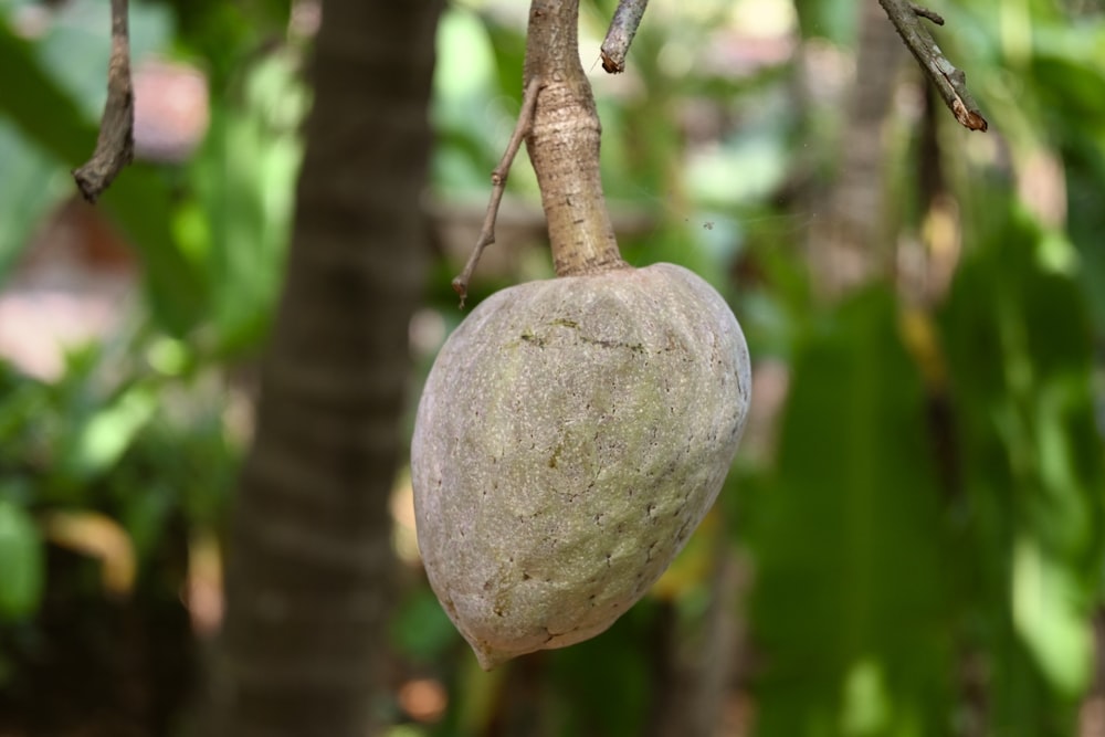 a rock hanging from a tree in a forest