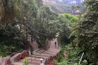 a man walking down a set of stairs in the middle of a forest