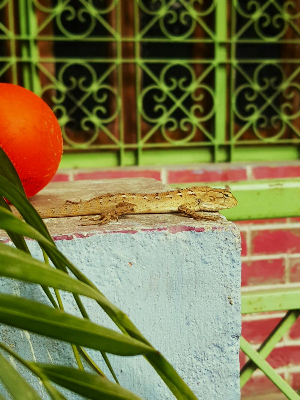 a tomato sitting on top of a cement block