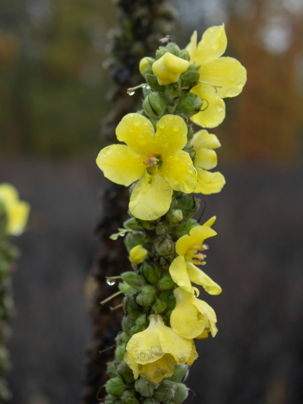 a close up of a plant with yellow flowers