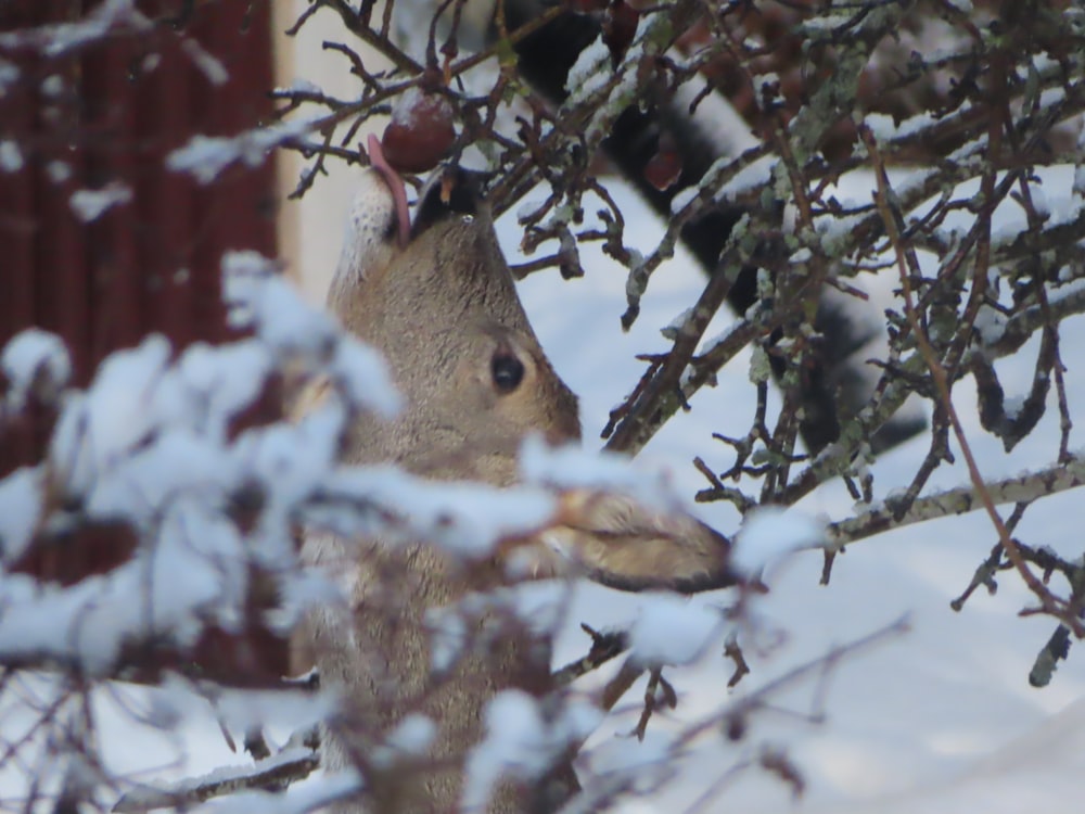 a squirrel in a tree with snow on the ground