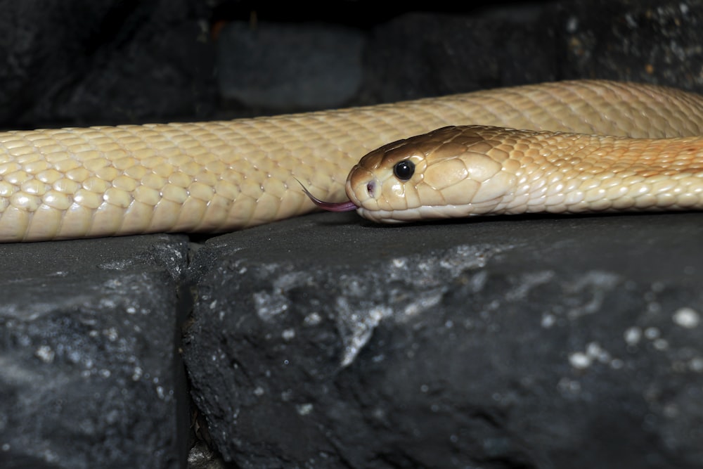 a large brown snake laying on top of a rock