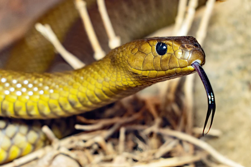 Inland Taipan (Oxyuranus microlepidotus)