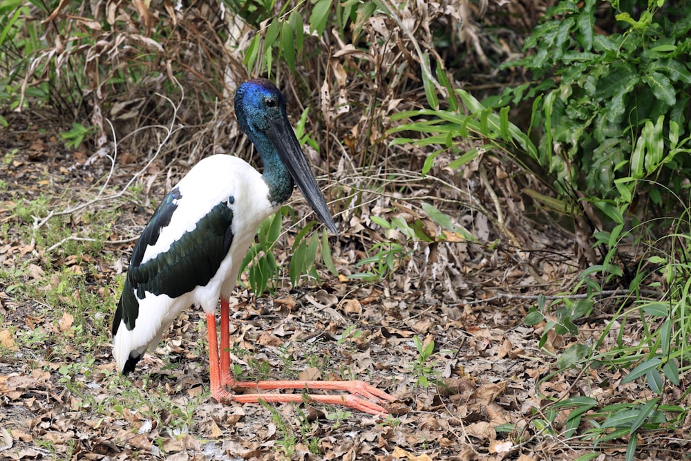 a bird with a long neck standing in the grass