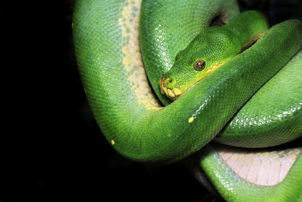 una serpiente verde envuelta alrededor de la rama de un árbol
