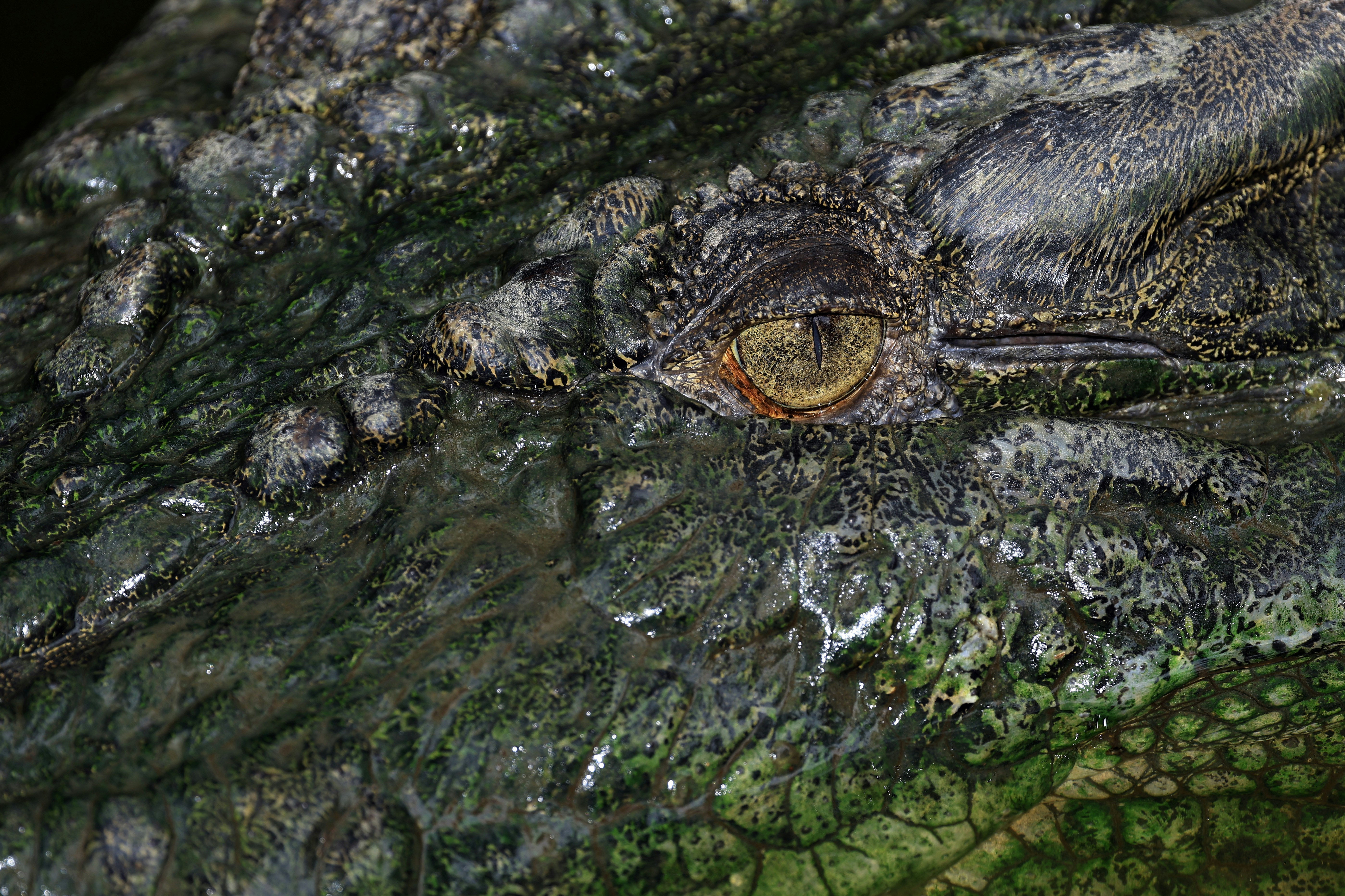 a close up of a crocodile's eye and skin