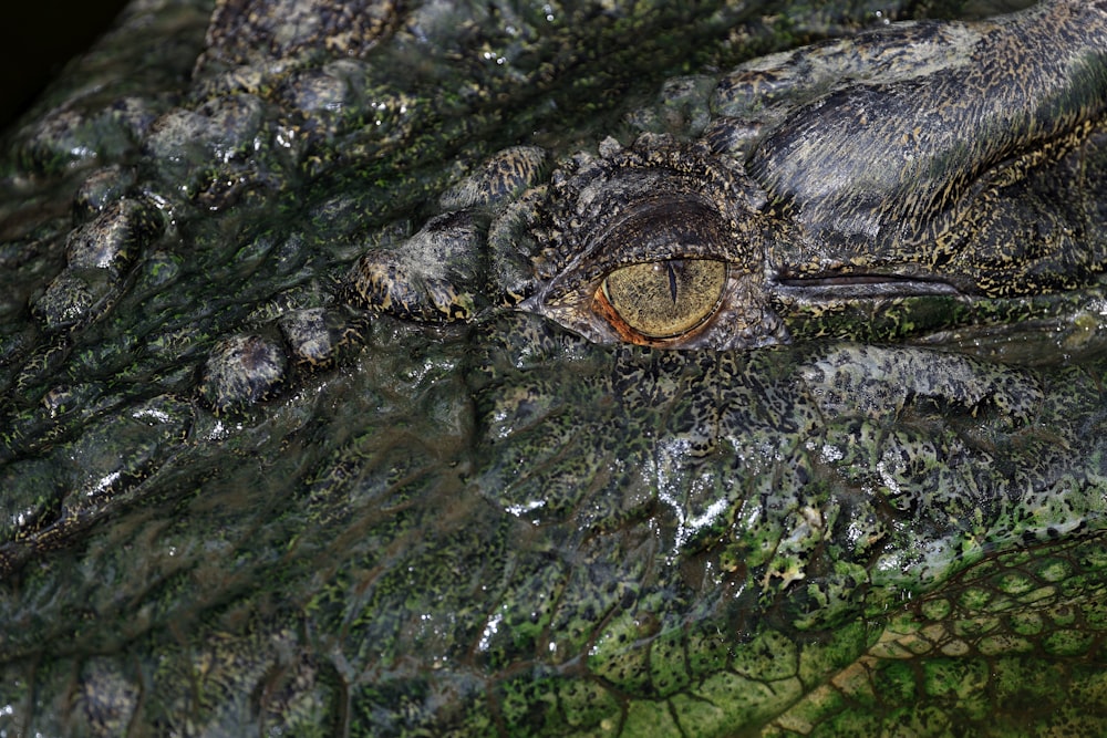 a close up of a crocodile's eye and skin