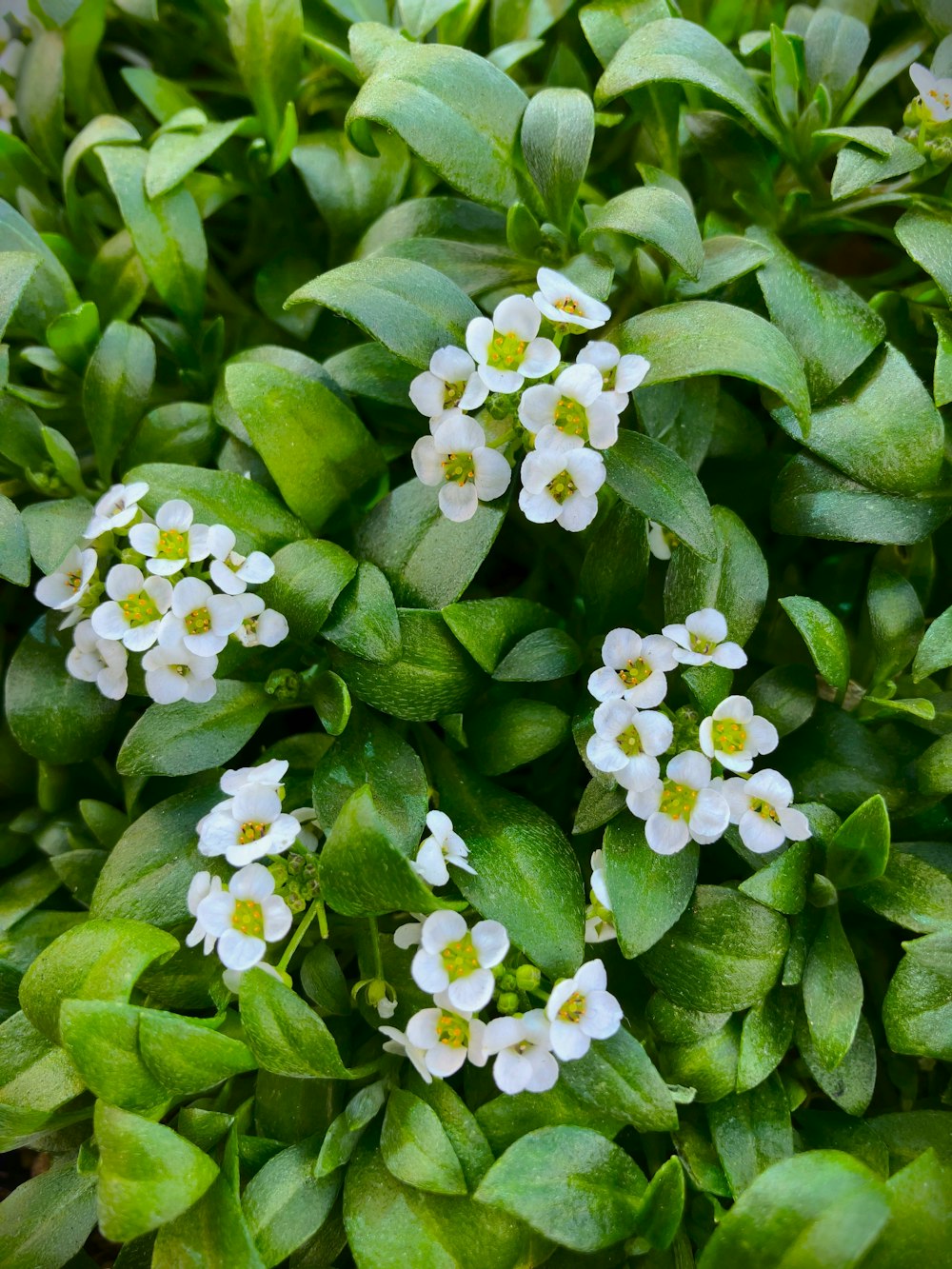 a group of small white flowers surrounded by green leaves