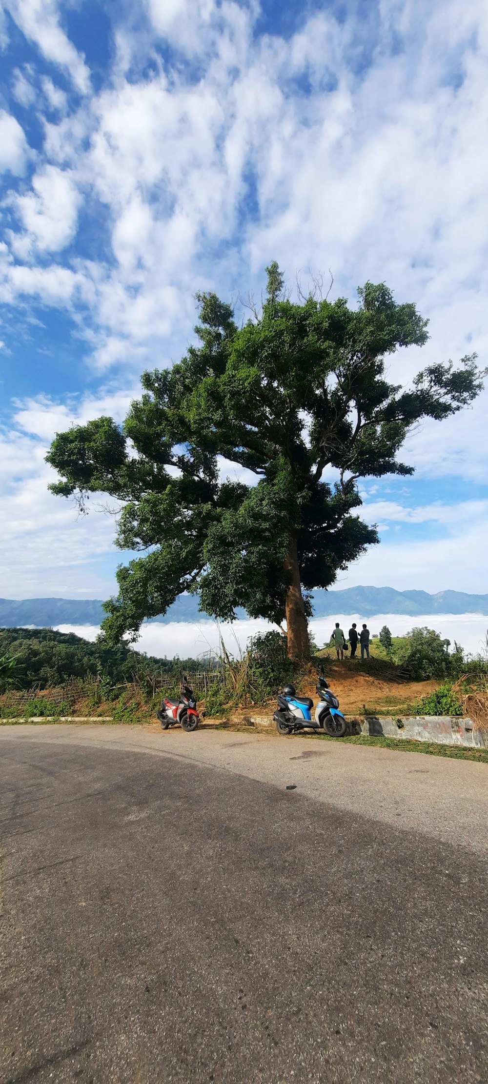 a large tree sitting on the side of a road