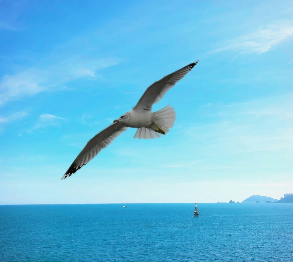 a seagull flying over a body of water