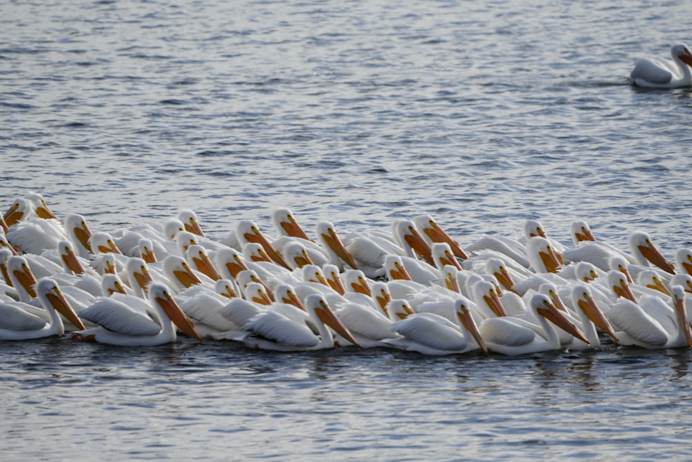 a flock of white birds floating on top of a body of water