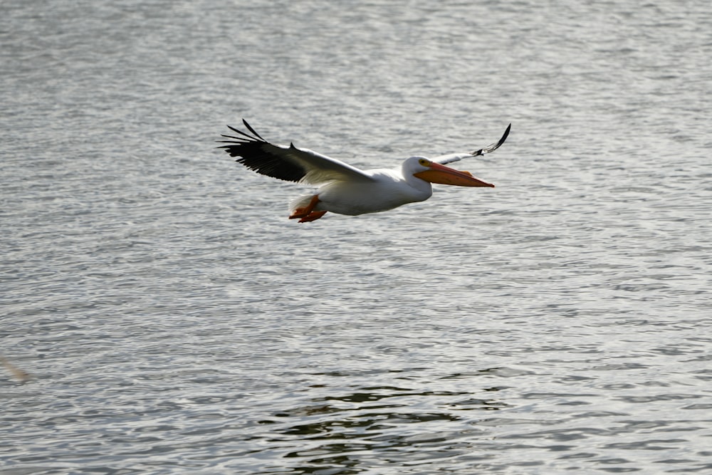 a bird flying over a body of water