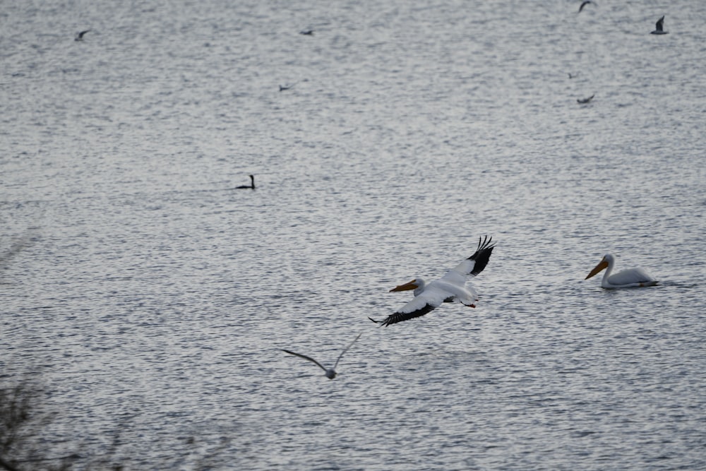 a flock of birds flying over a body of water