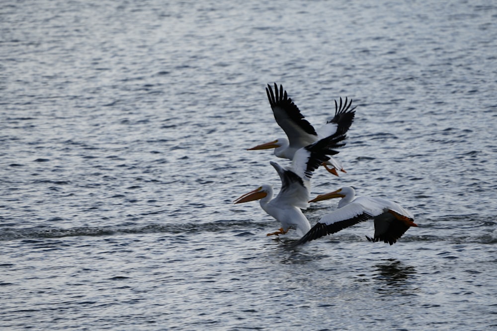 a flock of birds flying over a body of water