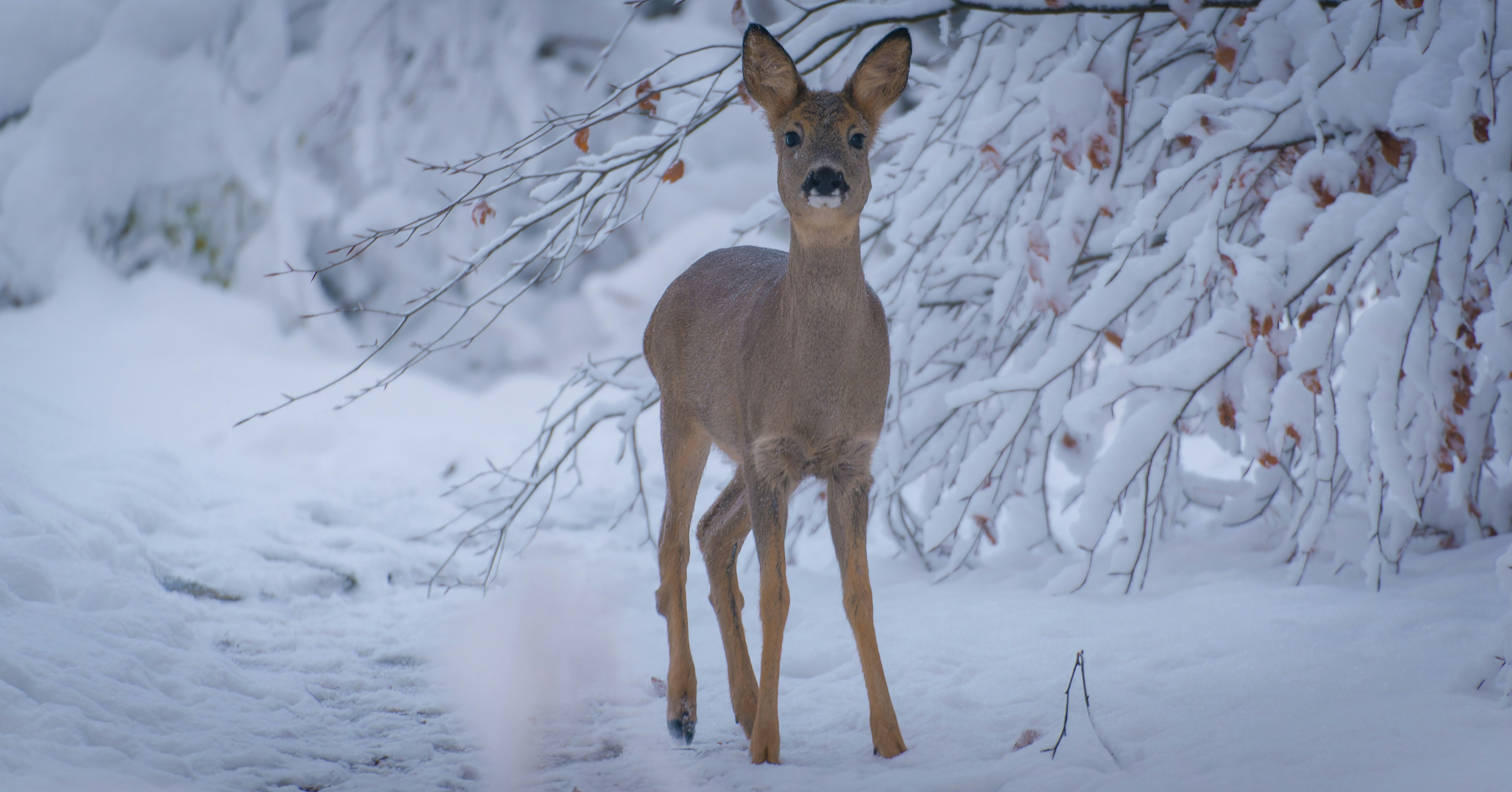 Foto de closeup de cervo marrom foto – Imagem grátis sobre Floresta na  Unsplash, image size:3000x1572