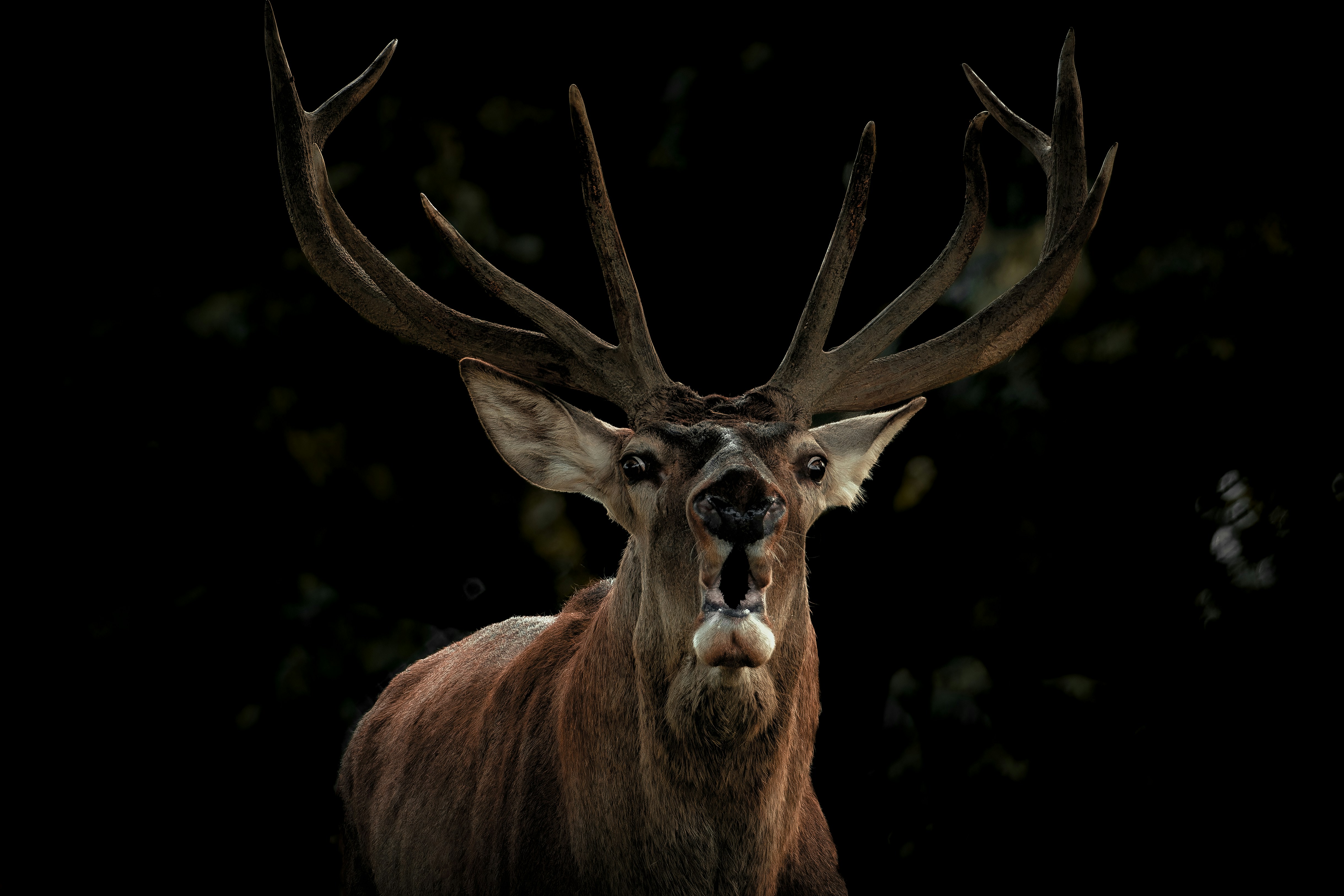 Photo by sarasgalerie